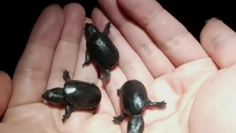 Musk turtle tank size