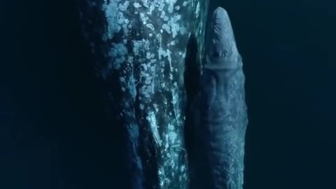 the blue whale under water