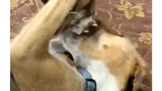 Two brown dogs playing and fighting with each other on brown couch chair