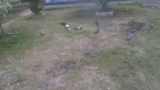 Vários pombos comendo na grama pequenos alimentos, ao lado de arbustos [Nature & Animals]