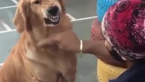 Fine But I won’t like it 😂😂 funny dog video