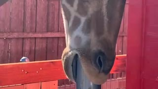 Giraffe Scratches Tongue on Post