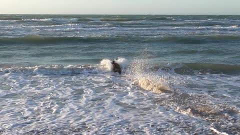 Is this dog flirting with the waves of the sea?