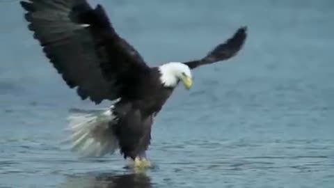 The eagle catches fish