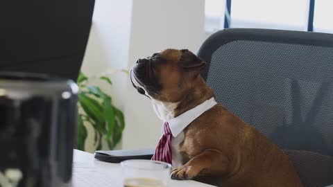 DOG WAITS FOR A MEETING