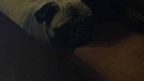 Pug scared of pug-faced pillow Xjccbbc