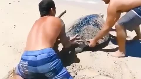 save a trapped turtle