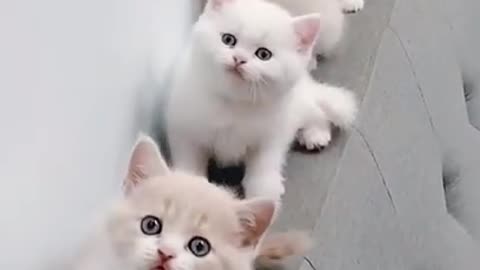 Cute kitten funny animals