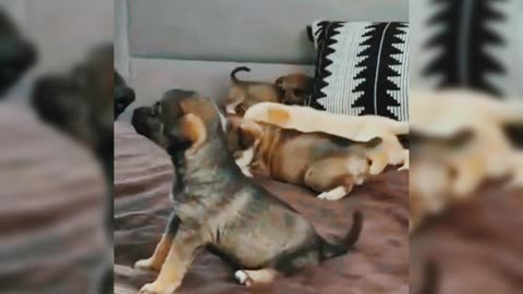 Doggy Family Fun: German Shepherd Playtime in the Bedroom
