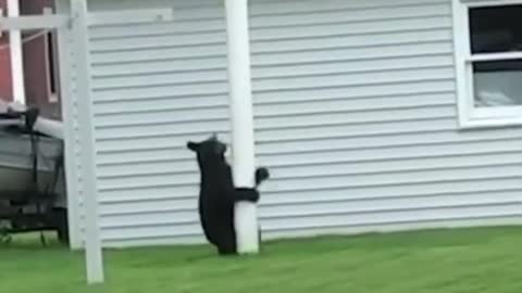 Bear can't resist pole dancing ( Funny videos )