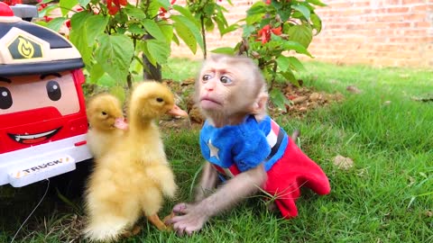Satisfying video Cute animals Baby Monkey Zozo has fun playing with So cute Ducks in the garden