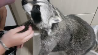 When Raccoon was surprised