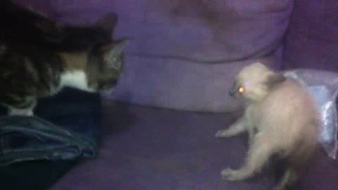 When a kitten meets a cat for the first time
