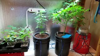 How To Grow Indoor Cannabis pt 6 (nutrients)