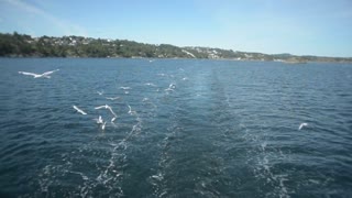 Adorable Birds Flying Near Water To Catch Fishes