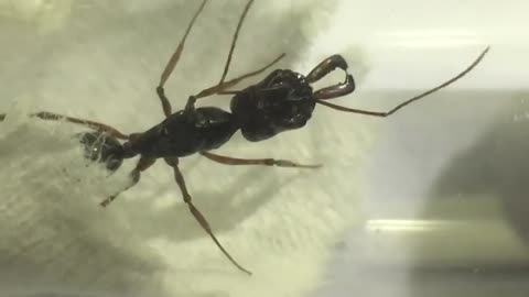 Close Records For close look to ant after caught in spider web