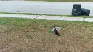 Reuniting baby duck with it's family!!
