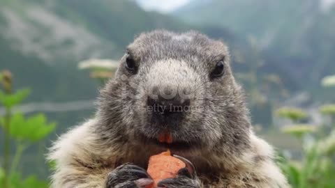 Marmot Eating Carrot On The Background Of Furkapass .mp4
