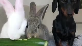 The dog watches rabbits eat