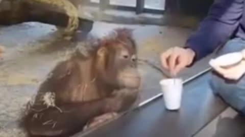 smartest monkey