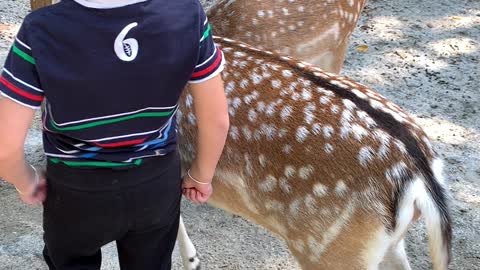 Petting and feeding deer up close