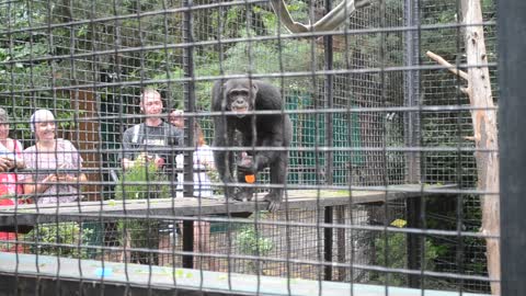 Funny chimpanzees