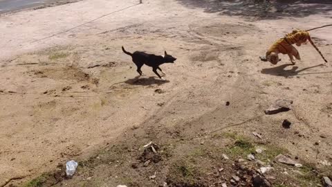 Wow Nice Prank! Fake Tiger Prank Dog Run Funny Action 1#