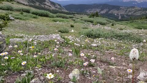 Mountain's flowers in Colorado