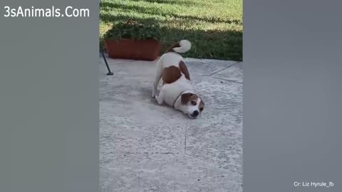 amazing dogs and funny action