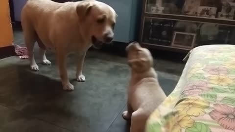 Mumma dog scolds her rebellious son
