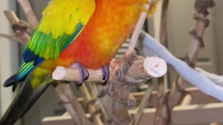 Parrot finds perfect scratching post