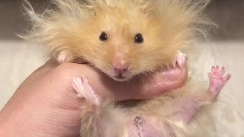 Hamster rocks hilarious lion-styled hairdo