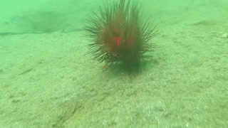 Curious Crab Carrying a Sea Urchin with Cardinal Fish