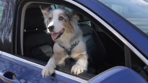 The dog is sitting in the car