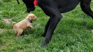 Great dane meeting puppy