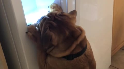 Smart dog knows how to work refrigerator's ice machine
