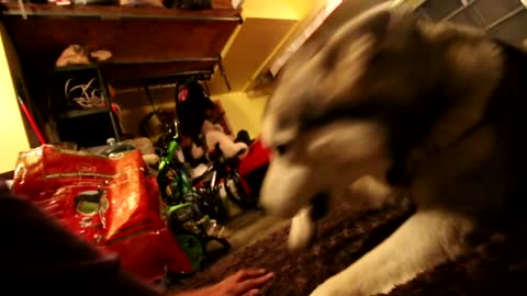 Siberian Husky Protecting Owner Caught On Video