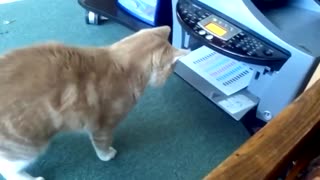 cat vs printer