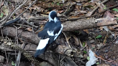 Magpie: Graceful beauty after bathing...