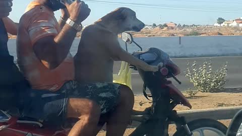 Dog chauffeurs his humans on motorbike
