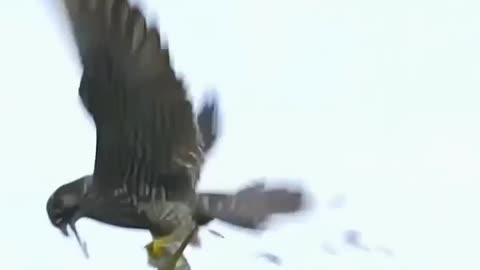 THIS IS IHE FALCON'S SIGNATURE MOVE~ THE PEREGRINE FALCON, THE FASTEST ANIMAL ON EARTH