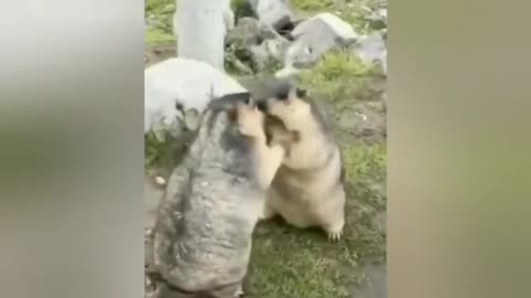 Two Marmots are Fighting on Street