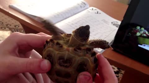 funny turtle