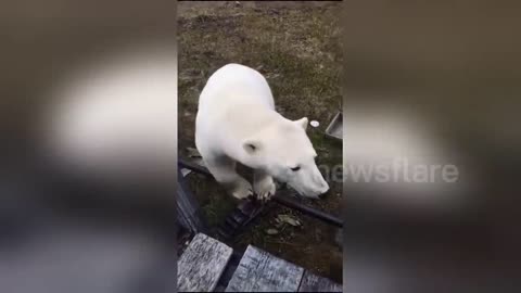 Station worker's surprise close encounter with huge polar bear on Arctic island