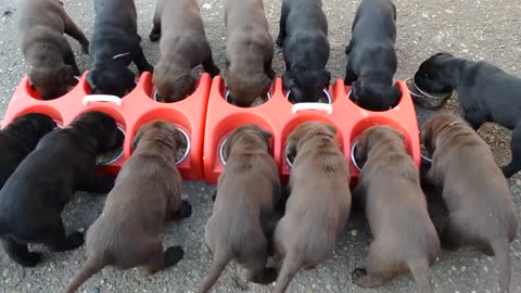 How to feed puppies. 14 dogs. Cum să hrănești 14 căței. Satu Mare