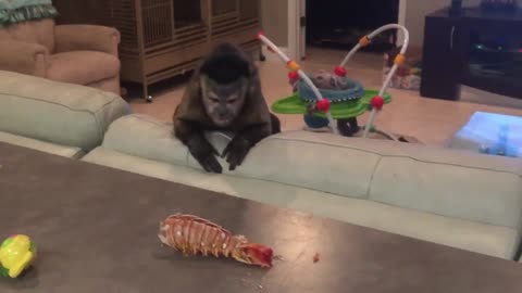Capuchin Monkey Has Mind Blown By Lobster Tail