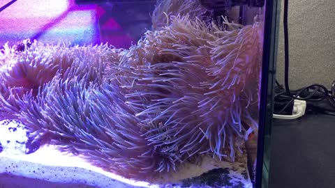 20 gallons anemone tank.