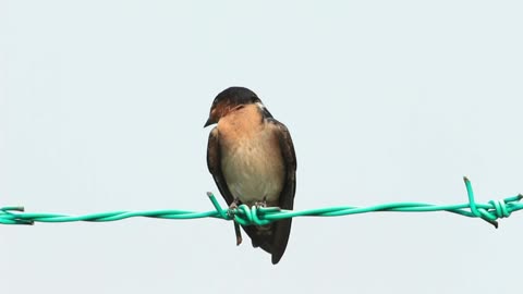 Bird resting on metal wire - With great music