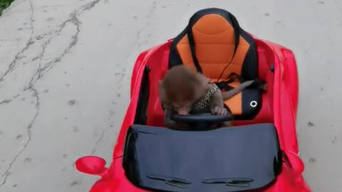 Cute little monkey driving accident