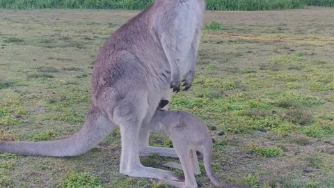 Baby _kangaroo_enters_The pouch funny videos 🤣🤣🤣🤣🤣🤣🤣🤣